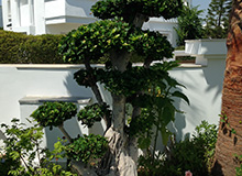 Ficus Bonsaï